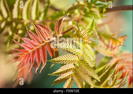 Sorbaria sorbifolia molla fogliame, rosso verde germogliazione macro ad albero, minuscoli foglie giovani di piante decidue cresce in Polonia. Foto Stock