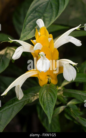 Fiori bianchi emergono dal golden brattee nella gara,soft foliaged arbusto sempreverde, Pachystachys lutea Foto Stock