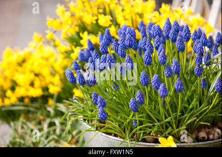 Uva e giacinto daffodil fioritura, fiori naturali città decorazione, giallo e blu di piante fiorite in vaso di metallo Foto Stock