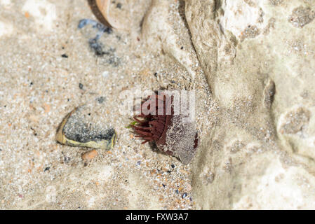 Un anemone Beadlet in Chalk rock pool sulla Sussex costa a speranza Gap Foto Stock