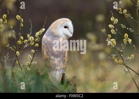 Barbagianni; Tyto alba singolo con Willow Cornwall, Regno Unito Foto Stock