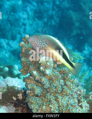 Gestreifter Korallenwaechter (Paracirrhites forsteri), il fratello isole, Rotes Meer, Aegypten ha Foto Stock