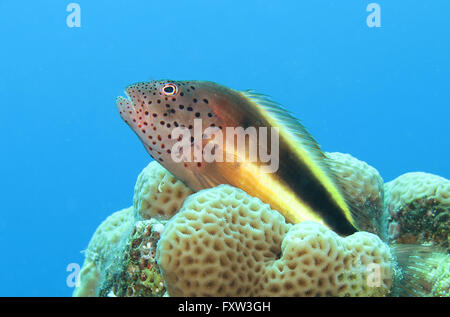 Gestreifter Korallenwaechter (Paracirrhites forsteri), il fratello isole, Rotes Meer, Aegypten ha Foto Stock