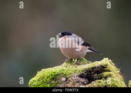 Bullfinch; Pyrrhula pyrrhula singola femmina sul Log Cornwall, Regno Unito Foto Stock
