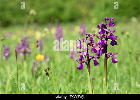 Verde Orchidea alato; Anacamptis morio Clarkes Piscina Prato Riserva; Gloucestershire, Regno Unito Foto Stock