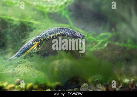 Grande tritone crestato; Triturus cristatus femmina singolo serbatoio NEL REGNO UNITO Foto Stock