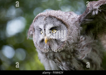 Grande Gufo grigio; Strix nebulosa singolo; faccia REGNO UNITO Foto Stock