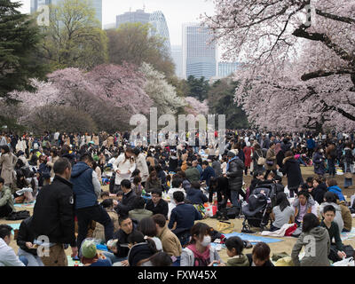 Hanami Cherry Blossom parti in Shinjuku Gyoen, Tokyo Foto Stock