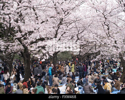 Hanami Cherry Blossom parti a Yoyogi Park, Tokyo Foto Stock