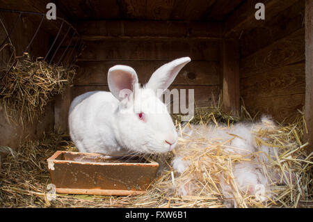 Bianco ceca, albino coniglio domestico, la lettiera di paglia nel hutch Foto Stock