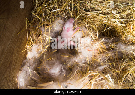 Bianco ceca, albino coniglio domestico, lettiere neonato nel nido, la lettiera di paglia nel hutch Foto Stock