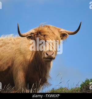 Mucca dell'altopiano Foto Stock