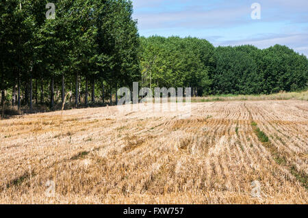 I campi di stoppie e pioppeti in un irrigato il paesaggio agricolo nella pianura del fiume Esla, in provincia di León, Spagna Foto Stock