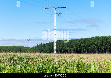 Pioppeti e cornfields nella pianura del fiume Esla, in provincia di León, Spagna Foto Stock