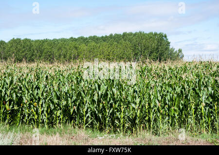 Pioppeti e cornfields nella pianura del fiume Esla, in provincia di León, Spagna Foto Stock