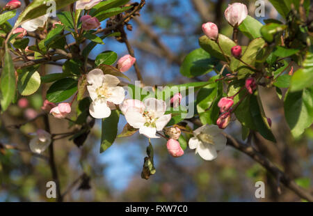 Close up of cherry blossom in Spring (variant unknown) Foto Stock