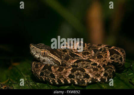 Fer de lance - giovani Bothrops asper avvolto su una foglia Foto Stock