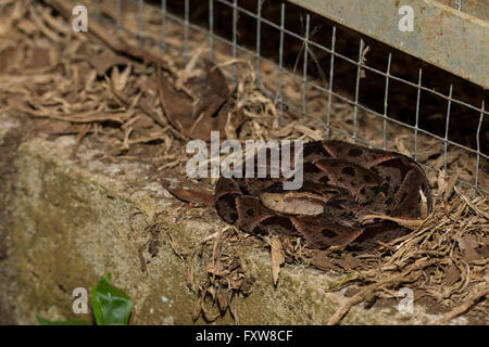 Giovani terciopelo - Bothrops asper Foto Stock