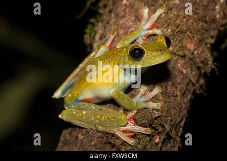 Scarlet-palmati treefrog - Hypsiboas rufitelus Foto Stock