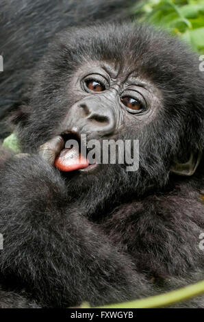 Baby gorilla di montagna dal gruppo Kwitonda con il suo dito nella sua bocca. Parco Nazionale Vulcani, Ruanda Foto Stock