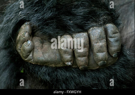 Close up di un gorilla mano che tiene il suo piede. Gorilla di Montagna dal gruppo Hirwa nel Parco Nazionale dei Vulcani Ruanda Foto Stock