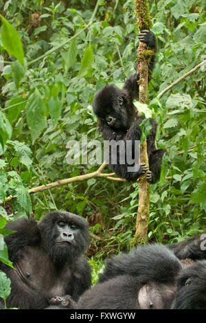 Giocoso il novellame di gorilla di montagna climbig un albero nel Parco Nazionale dei Vulcani, Ruanda Foto Stock