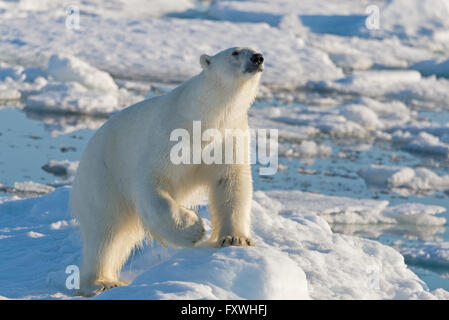 Un orso polare in piedi sulla banchisa profuma l'aria man mano che si avvicina la nostra nave al largo delle Isole Svalbard Foto Stock