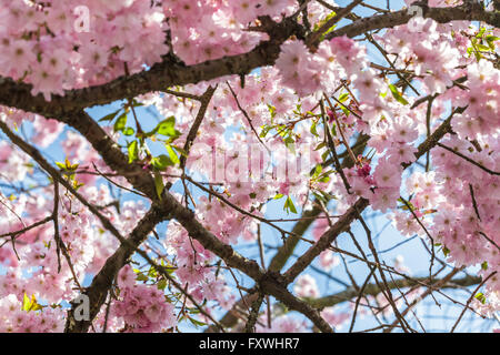 Cherry Tree Blossom - Prunus entusiastico sostegno Foto Stock