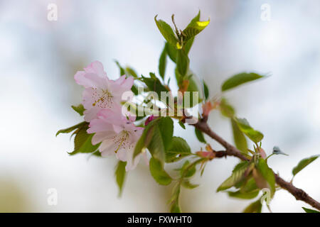 Cherry Tree Blossom - Prunus entusiastico sostegno Foto Stock