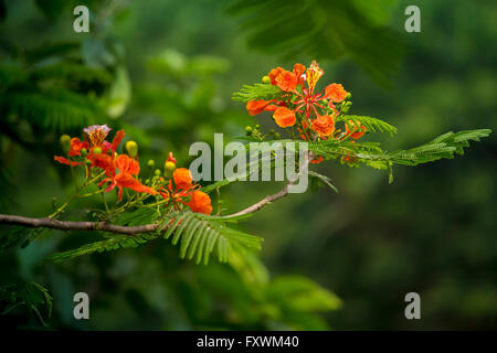 Krishnachura (Delonix regia) è una specie di fioritura delle piante di fagiolo famiglia Fabaceae, si fa notare per la sua fern-come le foglie e display fiammeggiante di fiori. In molte parti tropicali del mondo è cresciuto come un albero ornamentale e in inglese si è dato il nome di Royal Poinciana o Flamboyant. È anche uno dei diversi alberi noto come albero. In Bangladesh la stagione di fioritura di aprile-maggio. Foto Stock