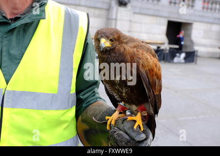 Londra, Regno Unito. Xix Apr, 2016. Lemmie Harris Hawk, il cui compito è quello di dissuadere i piccioni, in Trafalgar Square Credit: Londonphotos/Alamy Live News Foto Stock