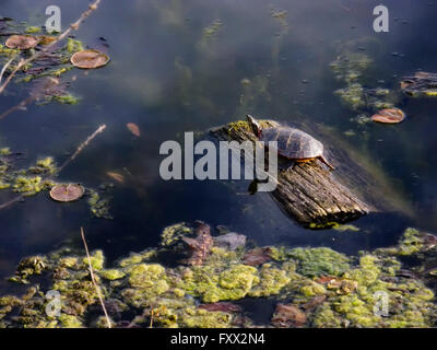 Pleasantville, NY 18 aprile 2016. Un dipinto di tartaruga (Chrysemys picta) suns stesso su un log in Swan Lake. Insolitamente caldo fa un giorno di primavera si sentono quasi come in estate quando le temperature sopra 70 gradi Farenheit in stato di Rockefeller Park preservare nella valle del fiume Hudson. Credito: Marianne A. Campolongo/Alamy Live News Foto Stock