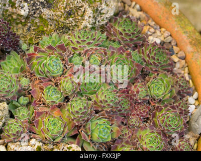 Sempervivum montanum Foto Stock