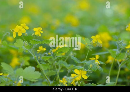 Maggiore celandine (Chelidonium majus) nel tempo a molla Foto Stock