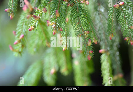 Spruce ramo di pino con giovani dei coni verdi Foto Stock