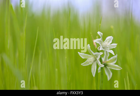 Ornithogalum nutans chiamato depressione stella di Betlemme Foto Stock