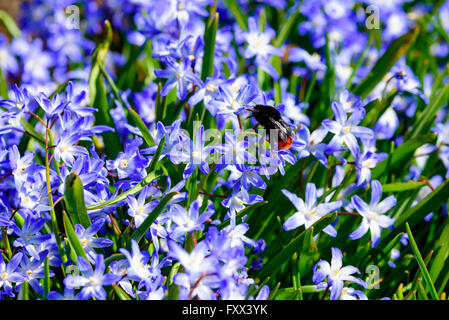 Bombus lapidaries, red-tailed bumblebee, qui si vede l'alimentazione su alcune blue scilla in primavera. Foto Stock