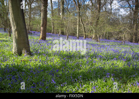 Bluebells fioritura nei boschi a Hatchlands Park Surrey, Inghilterra Foto Stock