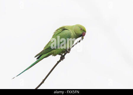 Rose-inanellati parrocchetto (Psittacula krameri), noto anche come anello a collo di parrocchetto su sfondo bianco Foto Stock