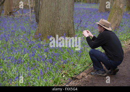 Bluebells fioritura nei boschi a Hatchlands Park Surrey, Inghilterra Foto Stock