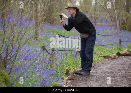 Bluebells fioritura nei boschi a Hatchlands Park Surrey, Inghilterra Foto Stock