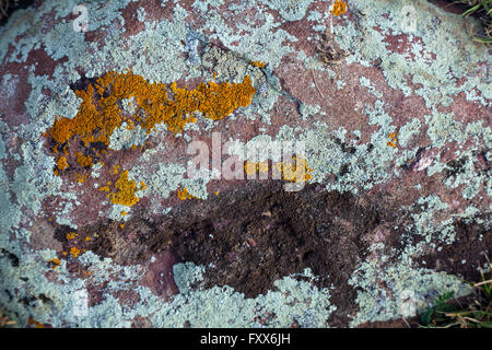 Texture di pietra di granito coperte da colorati grigio verde rosso arancio Moss Foto Stock