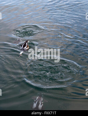 Anatre a coda lunga (Clangula hyemalis) immersioni nel porto di Toronto sul lago Ontario, Canada Foto Stock