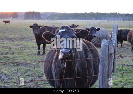 Mucca nera guardando dritto Foto Stock