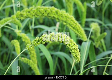 Indian il miglio di Foxtail. L India è il più grande produttore di miglio in tutto il mondo. Miglio appartiene al genere di sorgo. Foto Stock