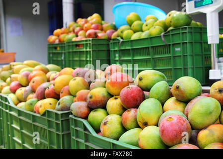 Vendita di diverse varietà di Indian Mango. India produce manghi con ampia gamma di sapore, colore, della forma e della consistenza Foto Stock
