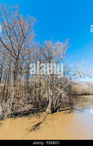 Sud della Louisiana cipresso calvo foresta in inverno. (Taxodium distichum) Foto Stock