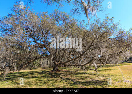 Sud enorme leccio (Quercus virginiana) in Louisiana. Foto Stock