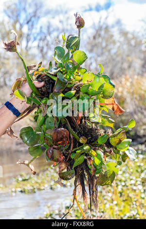 Giacinto di acqua (Eichhornia crassipes) folle bayou, fiumi e canali. Si tratta di una crescita molto veloce di piante acquatiche nel sud. Foto Stock