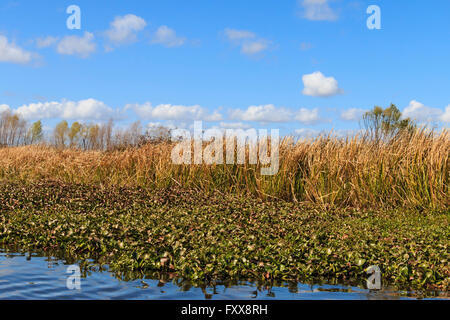 Giacinto di acqua (Eichhornia crassipes) folle bayou, fiumi e canali. Si tratta di una crescita molto veloce di piante acquatiche nel sud. Foto Stock